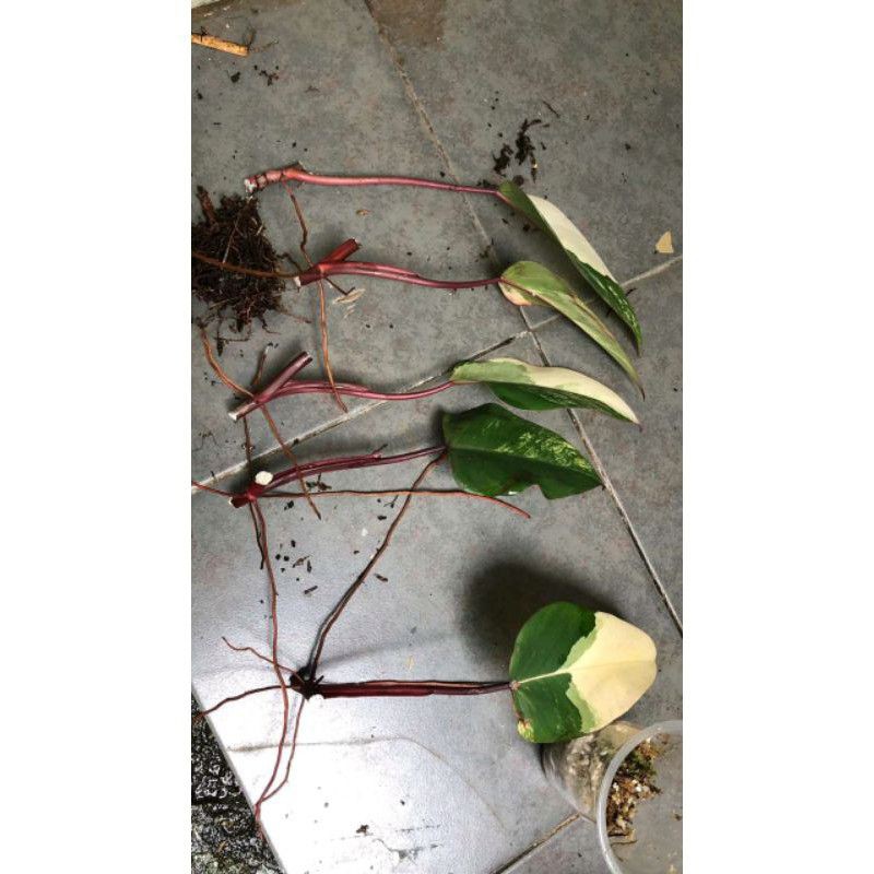 

Philodendron strawberry shake bonggol