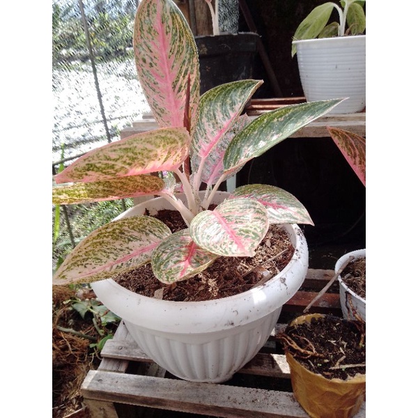 aglonema lagacy merah mangkok