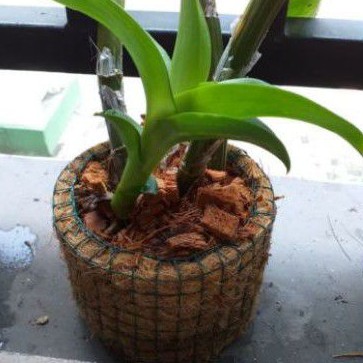 pot anggrek serabut kelapa - pot gantung serabut kelapa