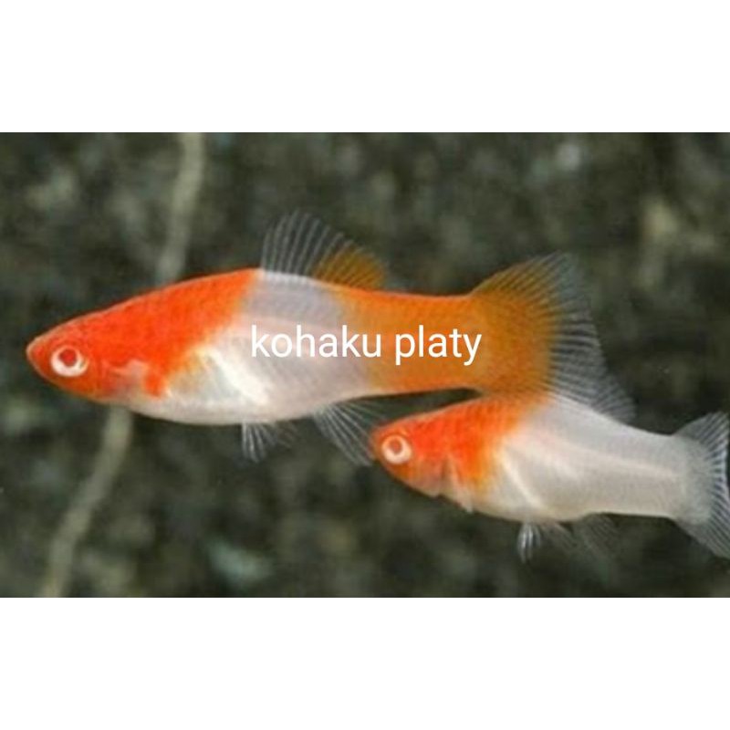 ikan hias kohaku platy santa clauss