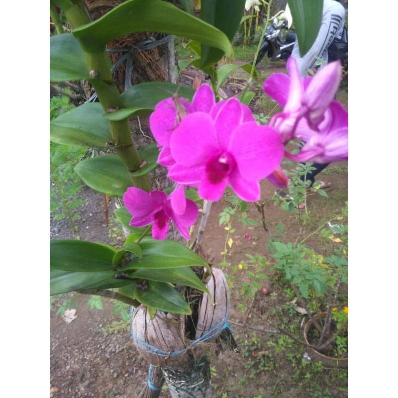 Anggrek bantimurung / dendrobium bantimurung