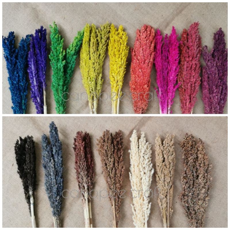 Dekorasi Kamar Estetik Bunga Kering Dried Flower Cantel Sorgum