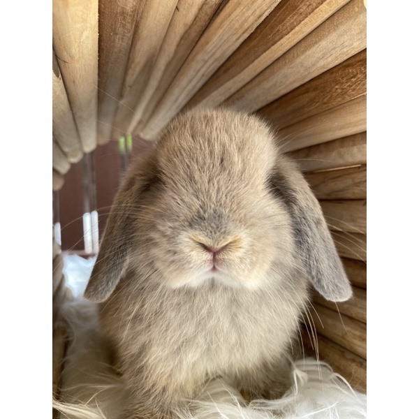 Kelinci Holland Lop Junior Jantan Blue Cream Bubu