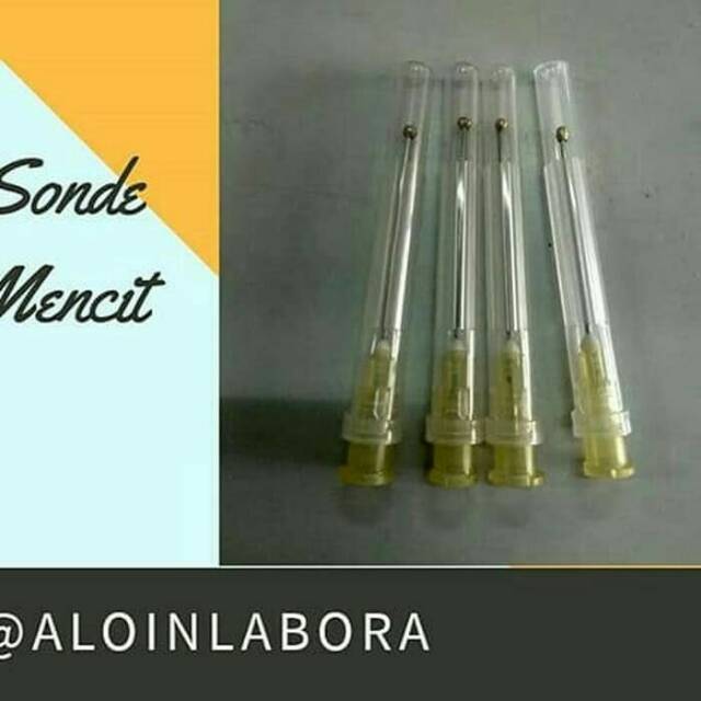 Sonde Mencit