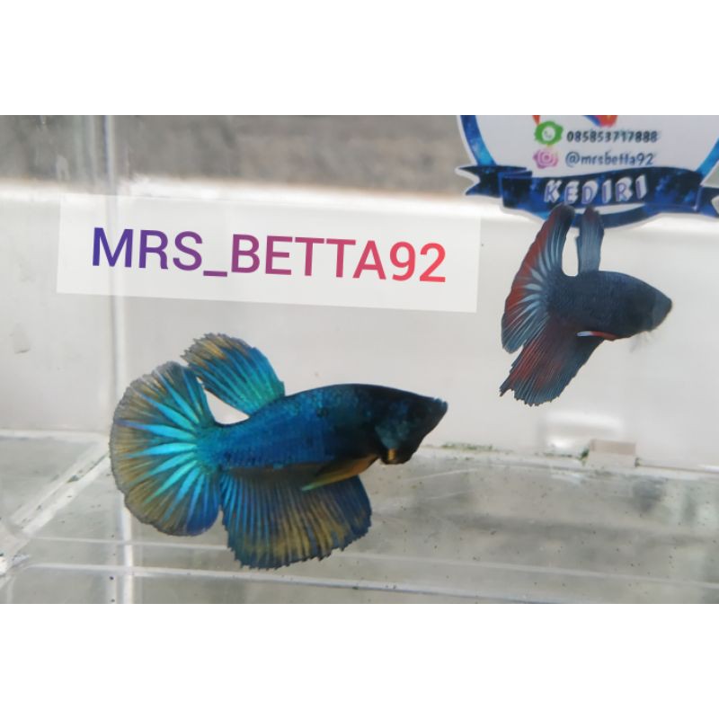 ikan cupang halfmoon rosetail