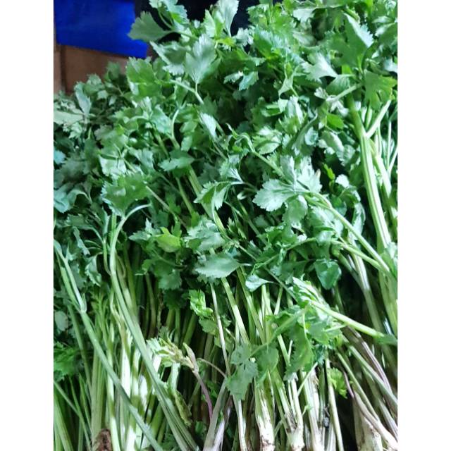

Daun Seledry Super 500gr