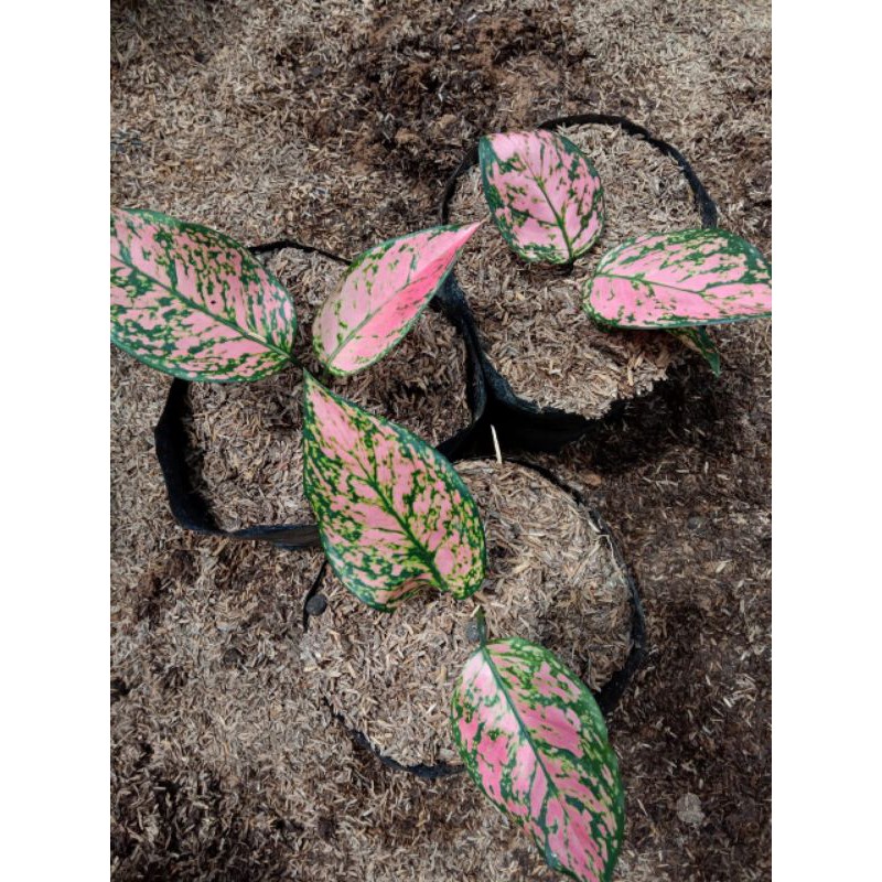 anakan aglonema lady valentine murah