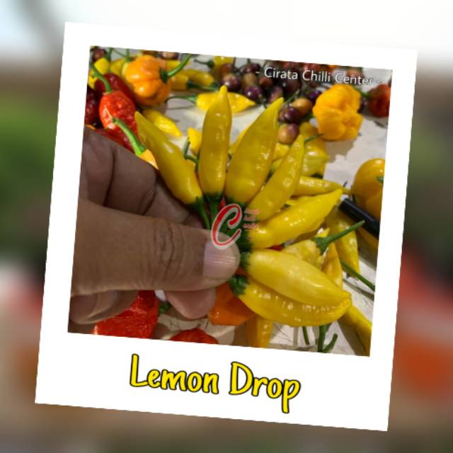 

Biji / Buah LEMON DROP