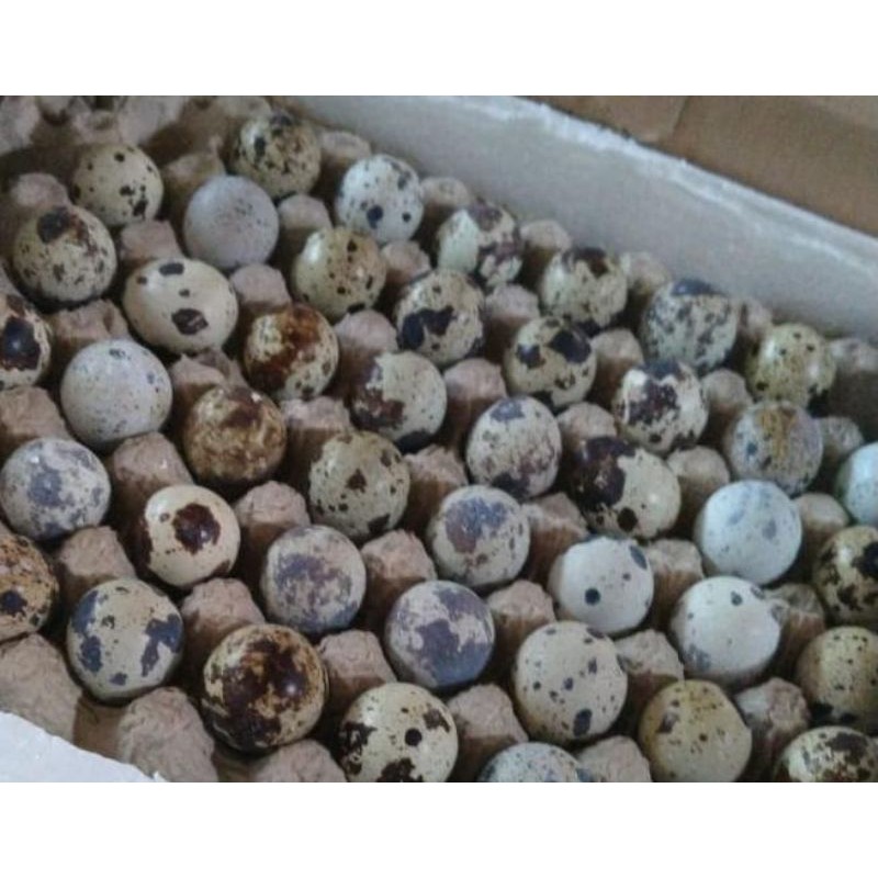 Telur Tetas Puyuh Telur Fertil Puyuh Parents Stock (PS) Telur Tetas Puyuh Petelur Untuk Indukan