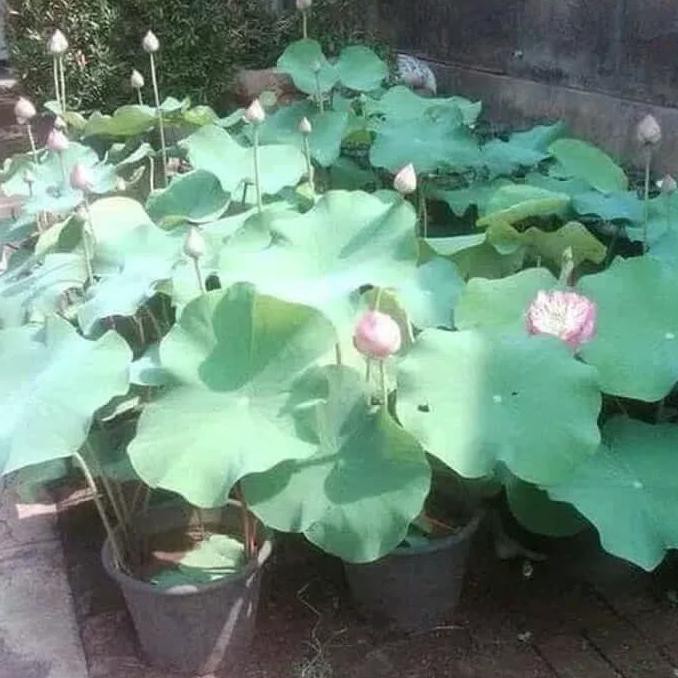 tanaman air bunga lotus pink/bunga lotus