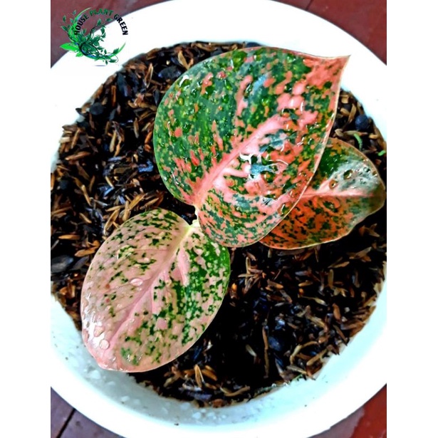 Baby Aglonema Stardust Orange