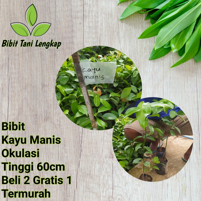 Bibit Tanaman Kayu Manis kualitas unggul