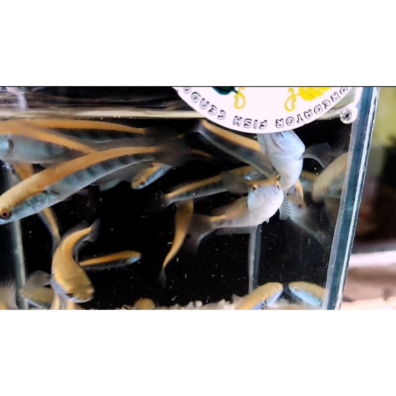 maruliodes oren riau