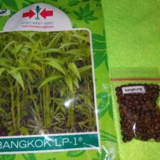 Biji BENIH  KANGKUNG  HIDROPONIK