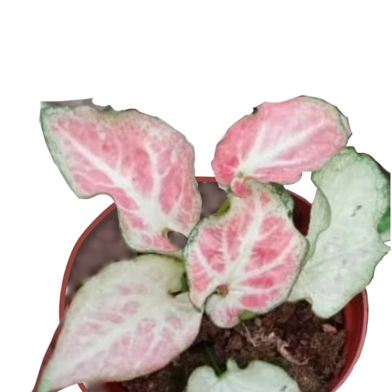 Caladium white bone
