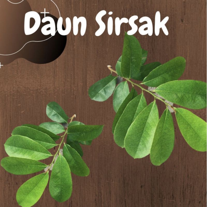 

200 Lembar DAUN SIRSAK u/ OBAT KANKER | Original