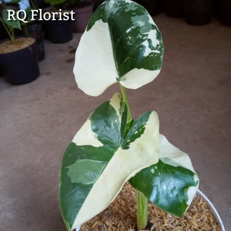 Alocasia Macrorrhiza Variegata / Sente Variegata
