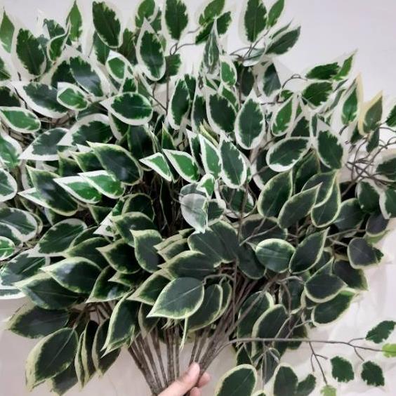 

Trendy BONSAI HIJAU TEPI PUTIH /MARBLE perlusin