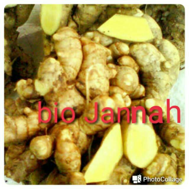 temu mangga/kunir putih segar