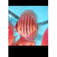 Discus Heckel Turquoise 3 inch