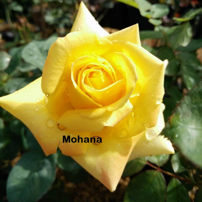 Bibit Mawar Holland Mohana