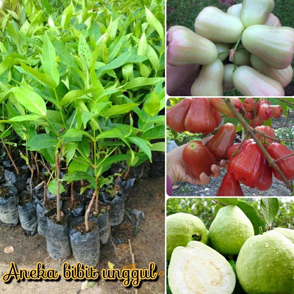 PRODUCT PAKET 3 BIBIT BUAH JAMBU MADU DELI MERAH - BIBIT JAMBU MADU DELI HIJAU - BIBIT JAMBU KRISTAL