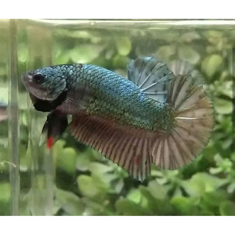 ikan cupang avatar cooper