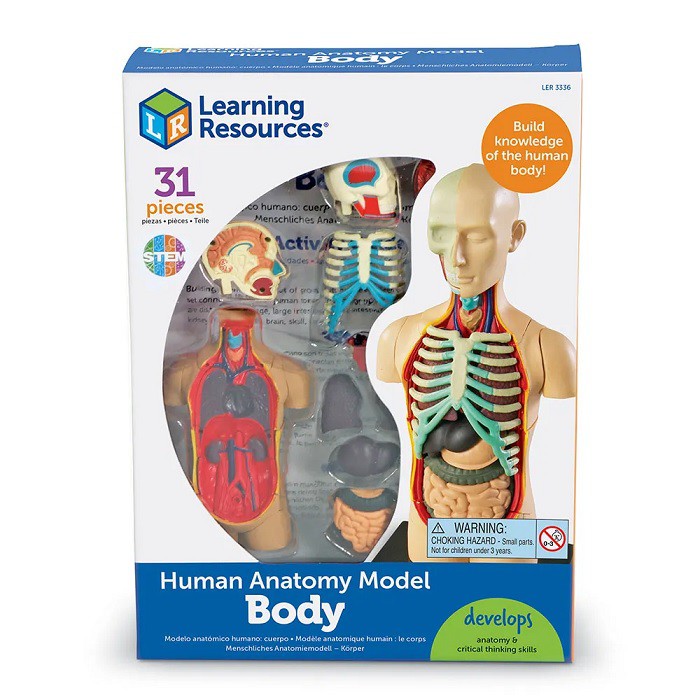 Learning Resources Human Anatomy Model Body Belajar Tubuh Model Manusia