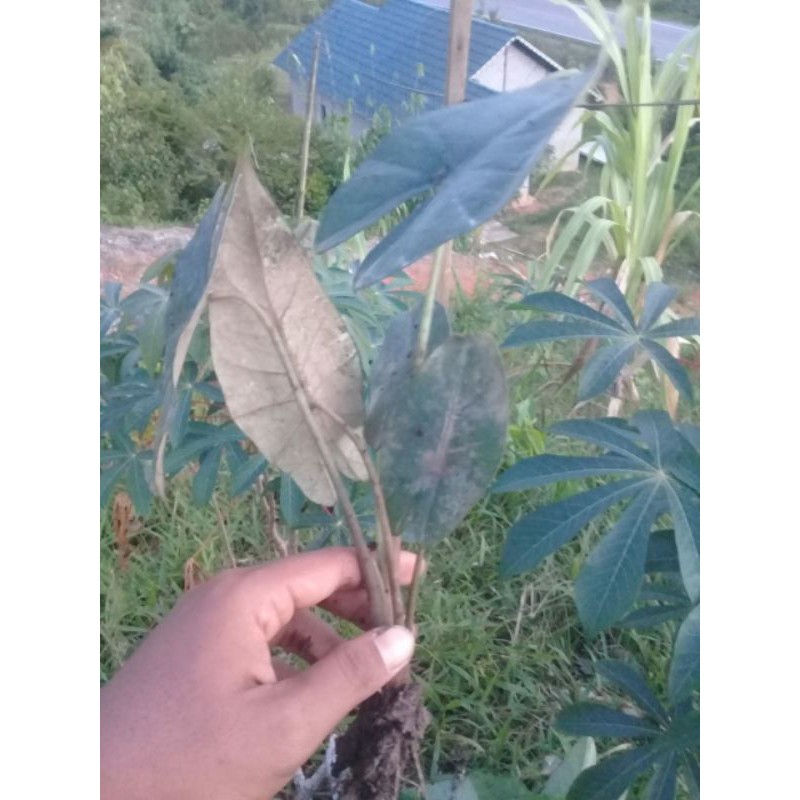 bonggol alocasia princep 1 kg 100 rb