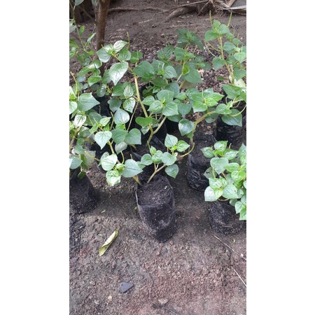 

sirihcina atau tumpang air