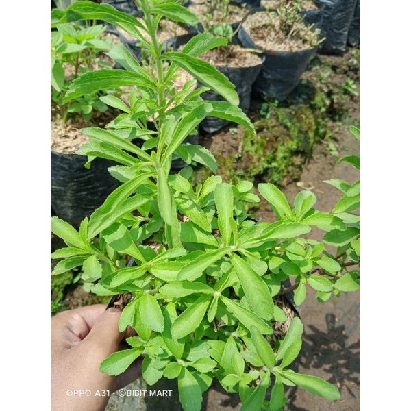 tanaman stevia / daun manis