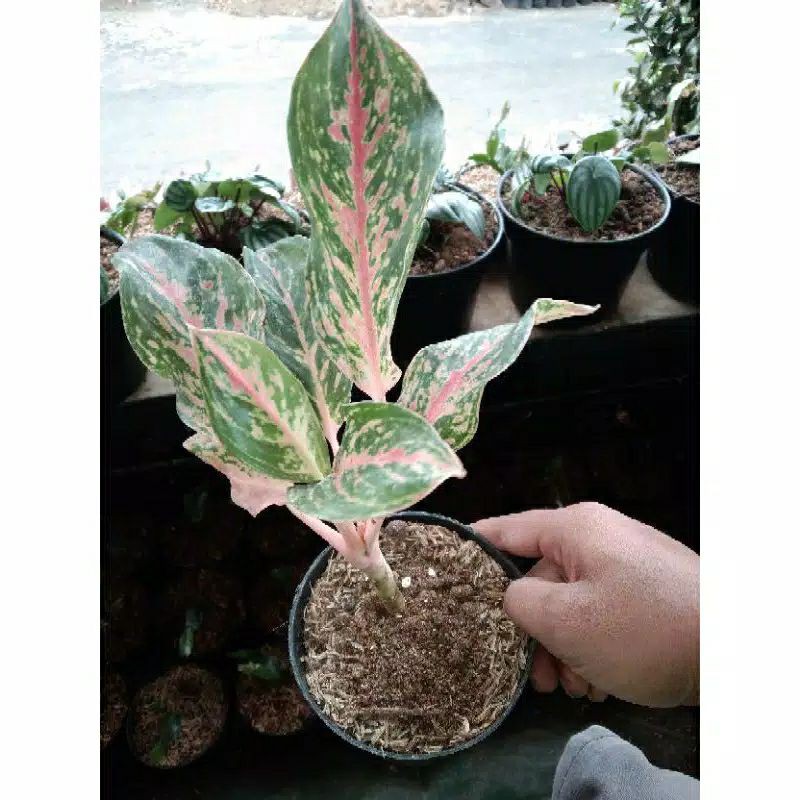 Aglonema merah big roy lulaiwan