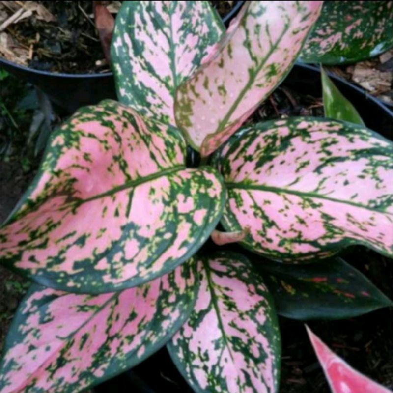 (COD)AGLONEMA LEDY VALENTINE || AGLONEMA LEDY VALENTINE