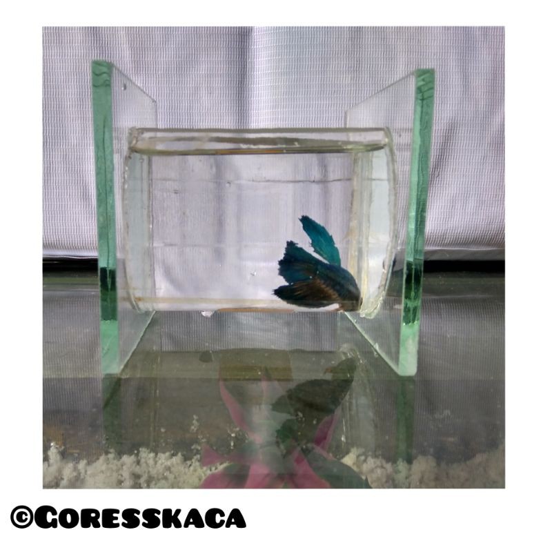 Aquarium Mini Silinder/Tabung(Bisa Bertingkat)