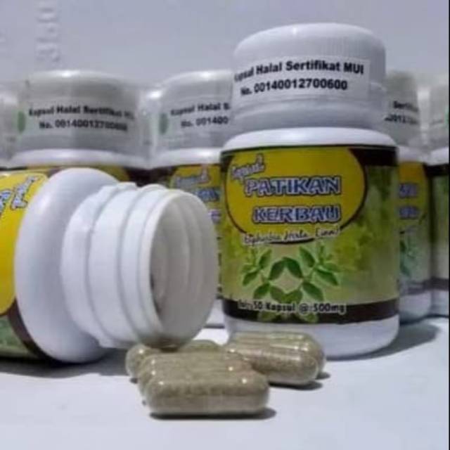 

Kapsul patikan kerbau