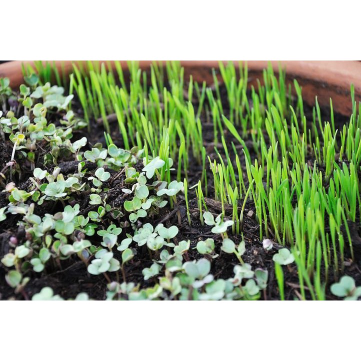 BS-BYL Benih Microgreen Sayur Organik Sprout Seed Bibit Sayuran Microgreens Alfalfa Broccoli Bok Pak Choy Red Cabbage Radish dll-5