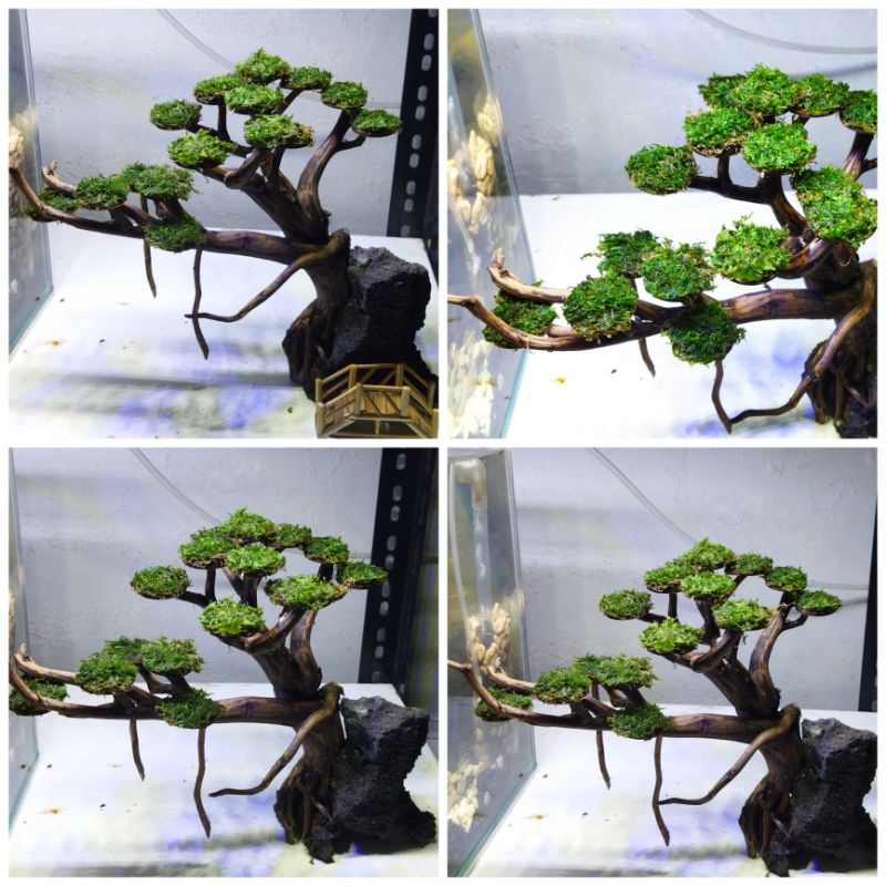 POHON BONSAI AQUASCAPE