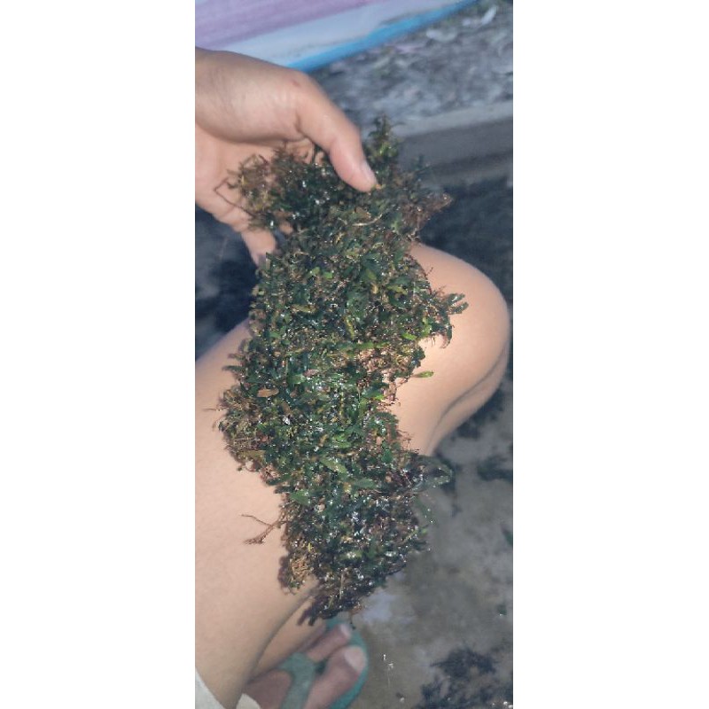 Buce sp mini mikro 1kg | Bucephalandra sp mini velvet