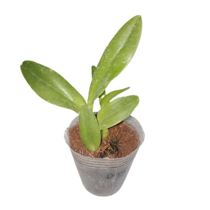 Anggrek Cattleya Remaja