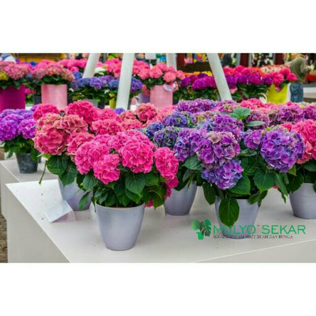 paket 5 warna bibit Pancawarna tanaman Hortensia