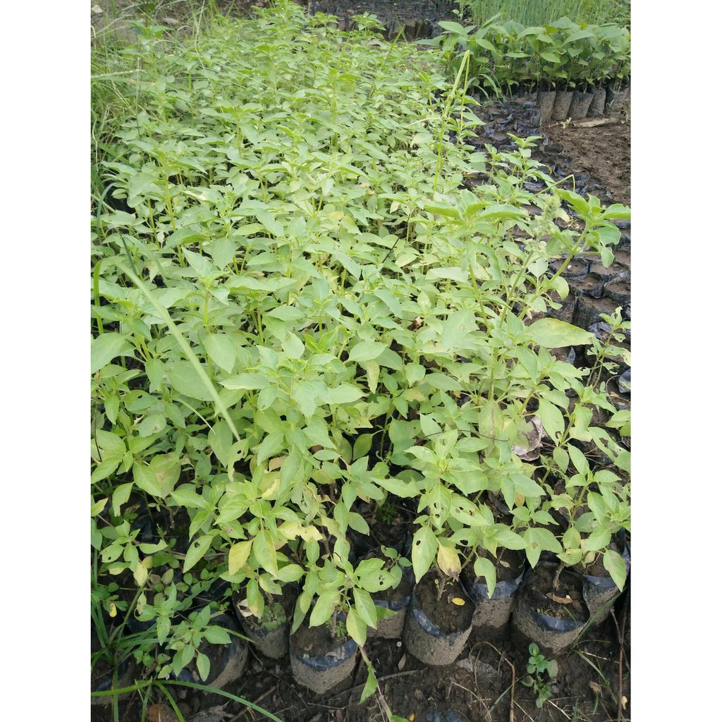 Ind Bibit Kemangi Super