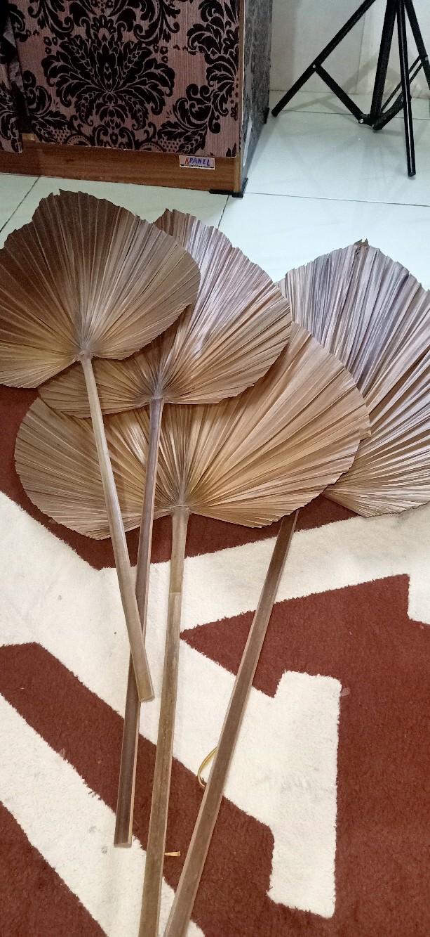 Daun Palem Gold L.25 Cm/dried Palm Leaves / Cuting Bagus