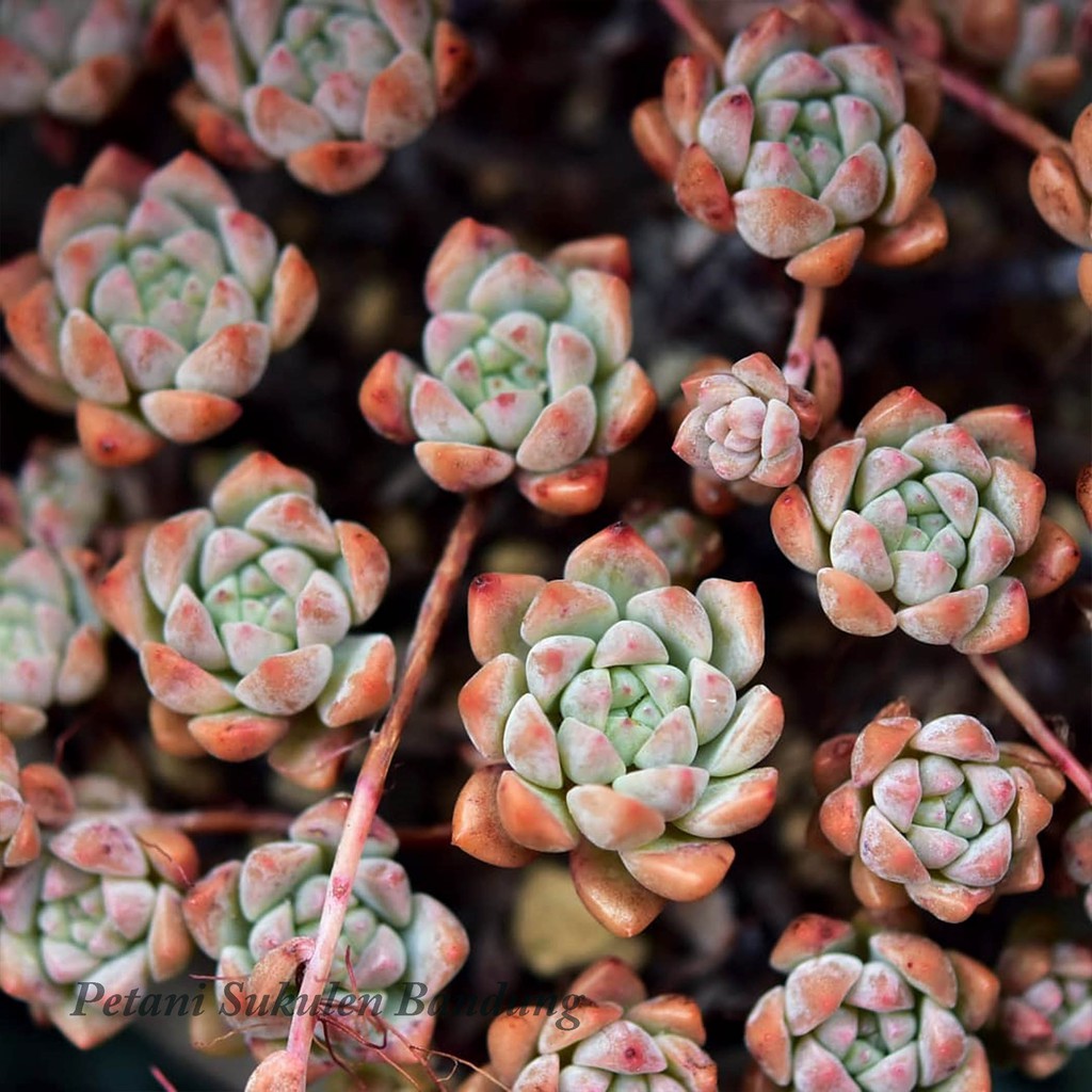 Echeveria Prolivica Sukulen import perform pink korea Kaktus Echeveria tanaman hias cactus skulen