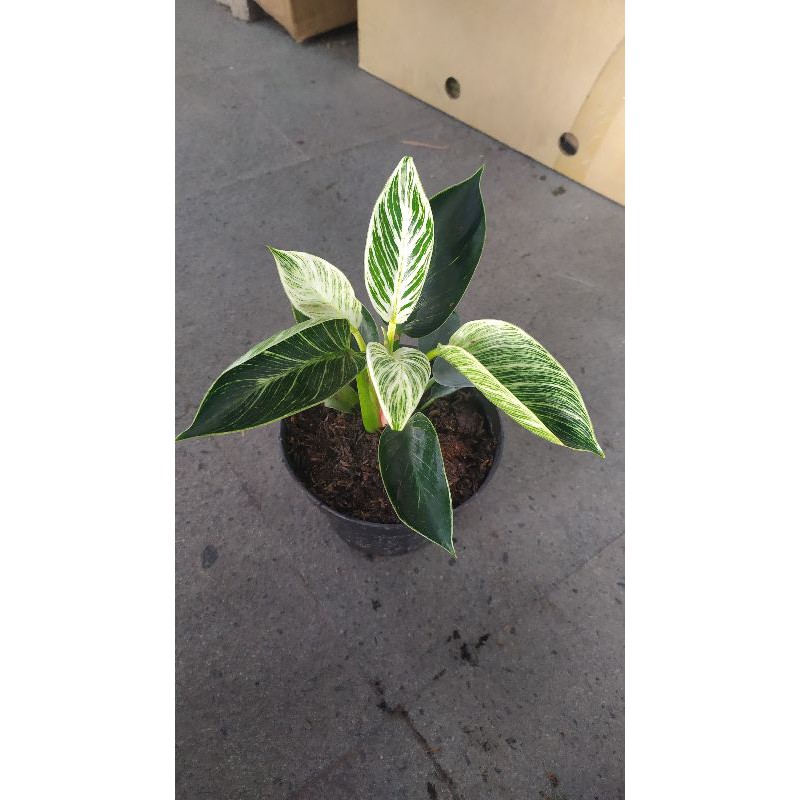 Tanaman hias philodendron Birkin/Philo Birkin import