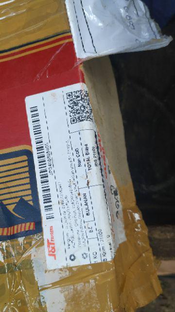 Bibit Tanaman Buah Black Sapotte/ Black Sapote/ Bibit Black Sapote Murah