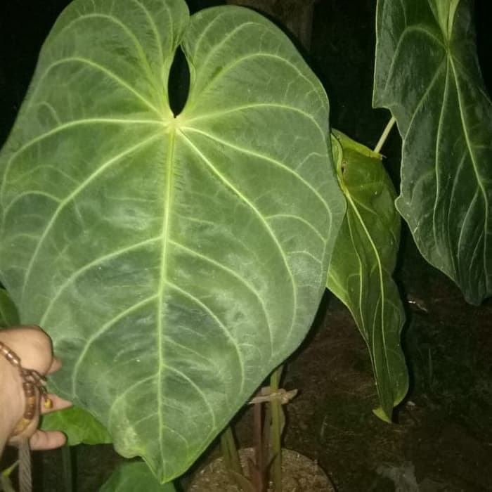  Harga  Anthurium  Regale X Magnificum 