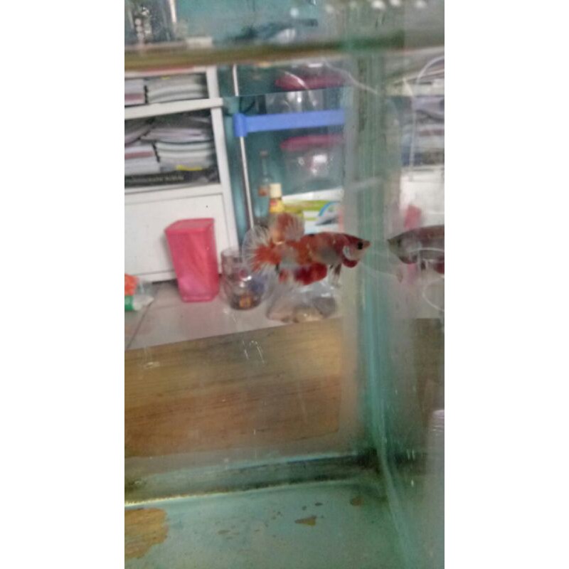 ikan cupang gian/jayen koi nemo galaxy multikaler (foto yg diatas itulah ikannya)