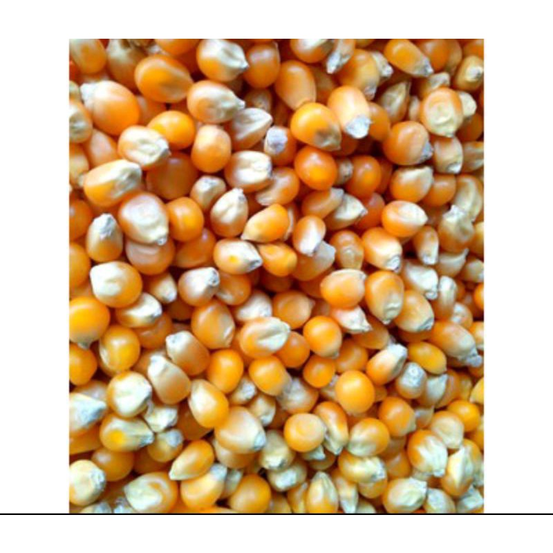 

JAGUNG MENTAH POPCORN JUMBO MUSHROM
