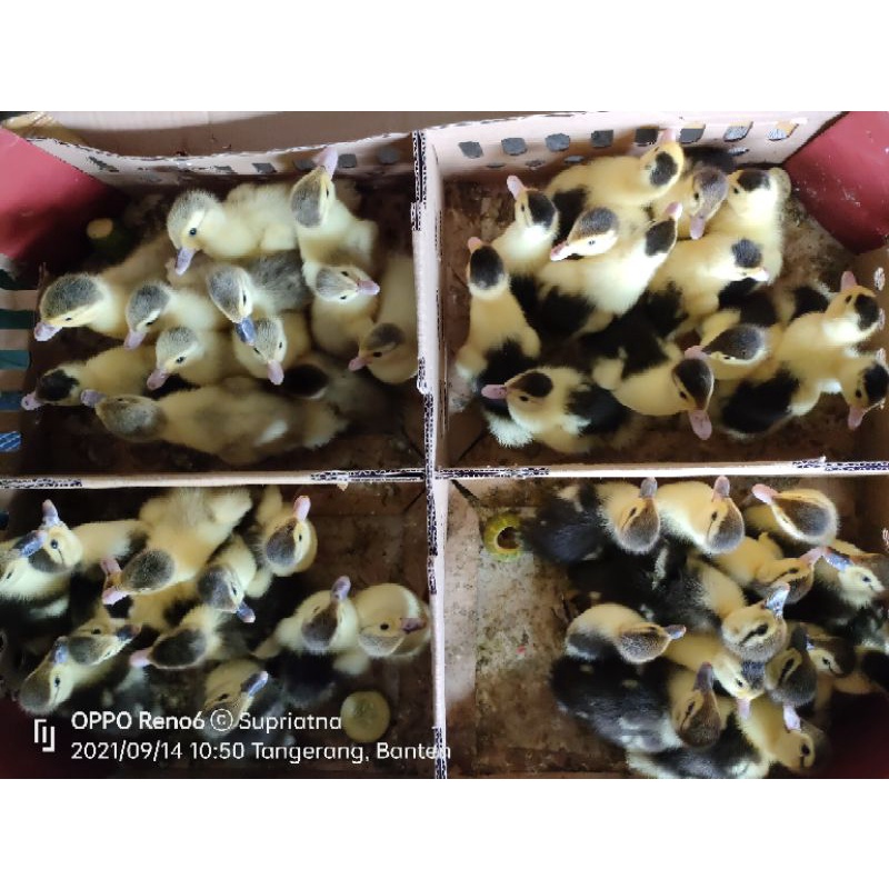 DOE anak entog. (pengiriman khusus menggunakan Grab/Go-Jek/Shopee ekspres) (pengiriman hanya daerah 