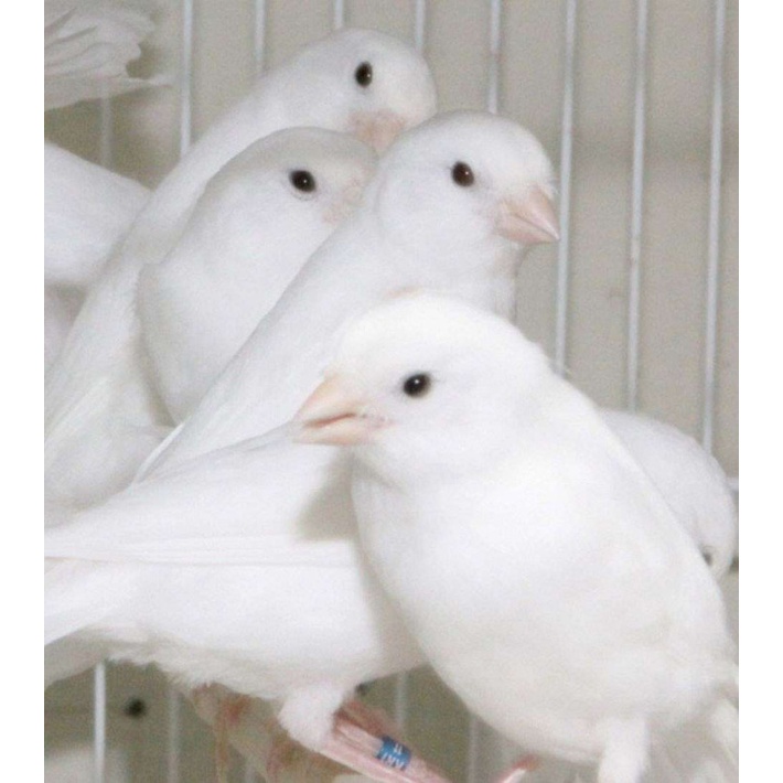 Burung Kenari Putih Betina Dewasa Banyak Pilihan